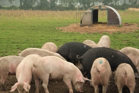 Campen Hofladen & Partyservice Aurich Schweinerudel