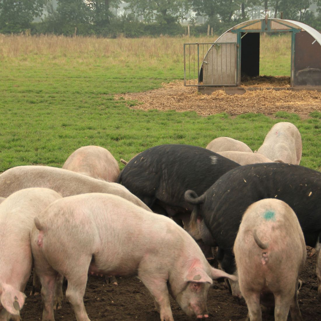 Campen Hofladen & Partyservice Aurich Schweinerudel