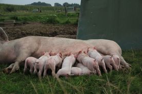 Campen Hofladen & Partyservice Aurich Schweinchen