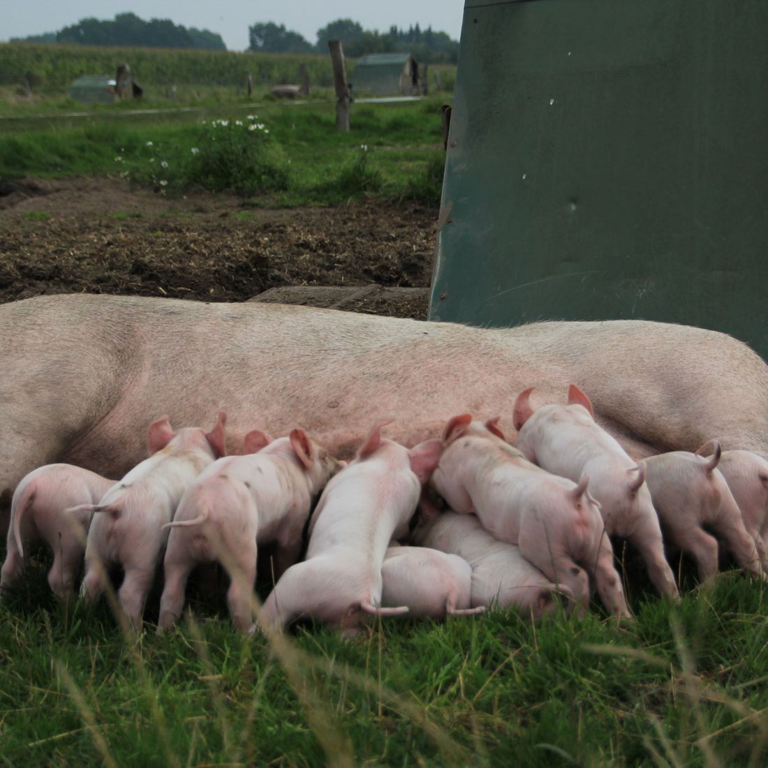 Campen Hofladen & Partyservice Aurich Schweinchen
