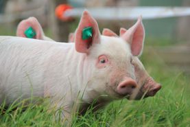 Campen Hofladen & Partyservice Aurich Ferkel