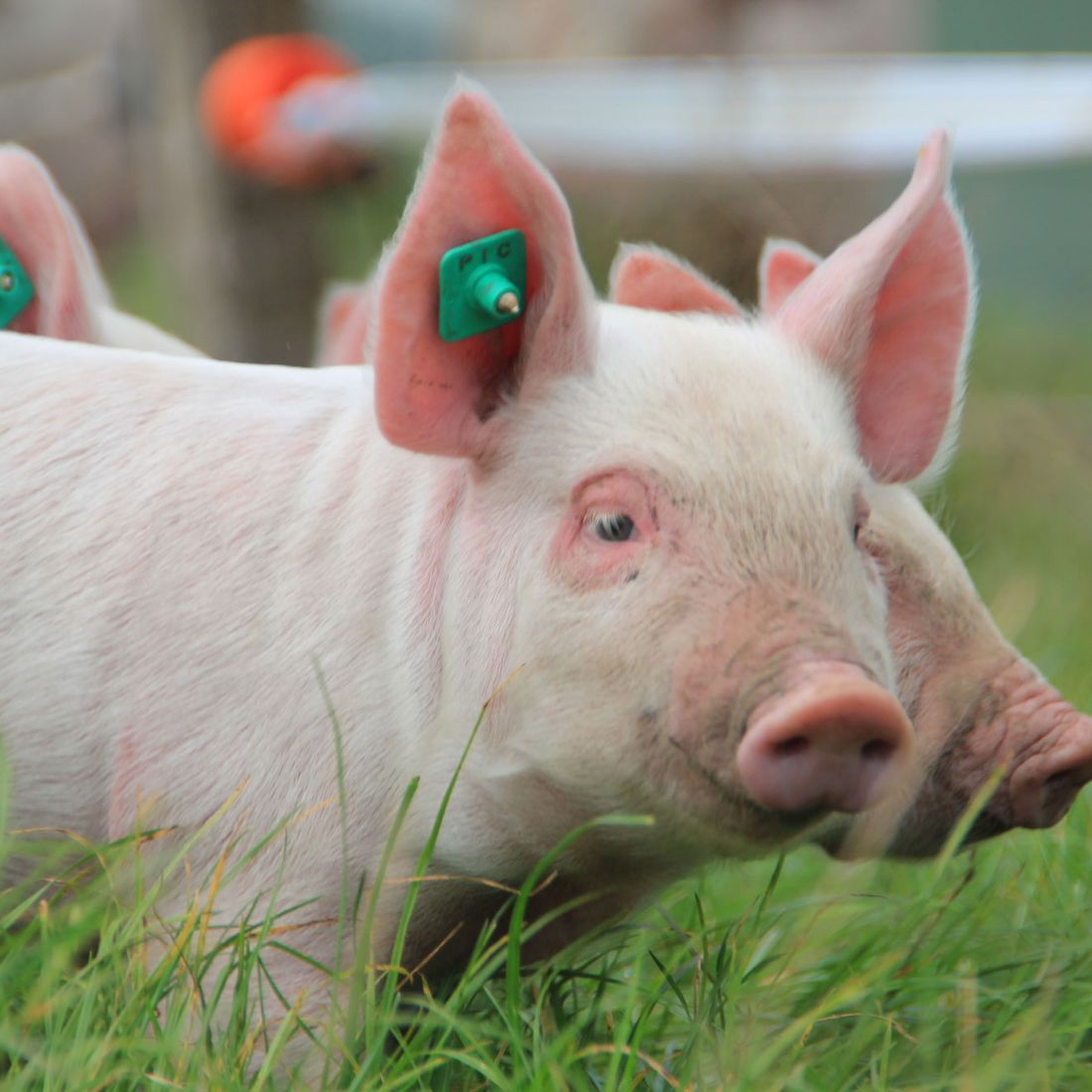 Campen Hofladen & Partyservice Aurich Ferkel