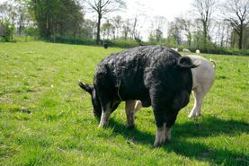 Campen Hofladen & Partyservice Aurich Auslauf