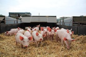 Campen Hofladen & Partyservice Aurich Schweine Ferkel
