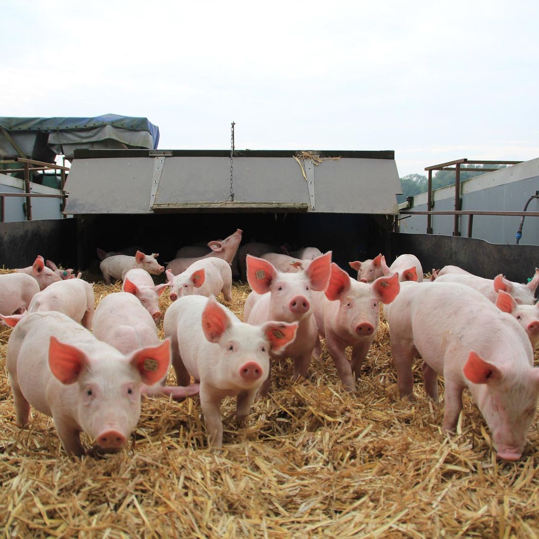 Campen Hofladen & Partyservice Aurich Schweine Ferkel