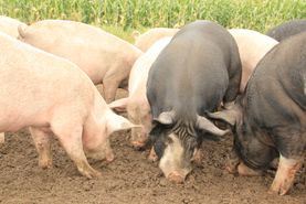 Campen Hofladen & Partyservice Aurich Schweine füttern