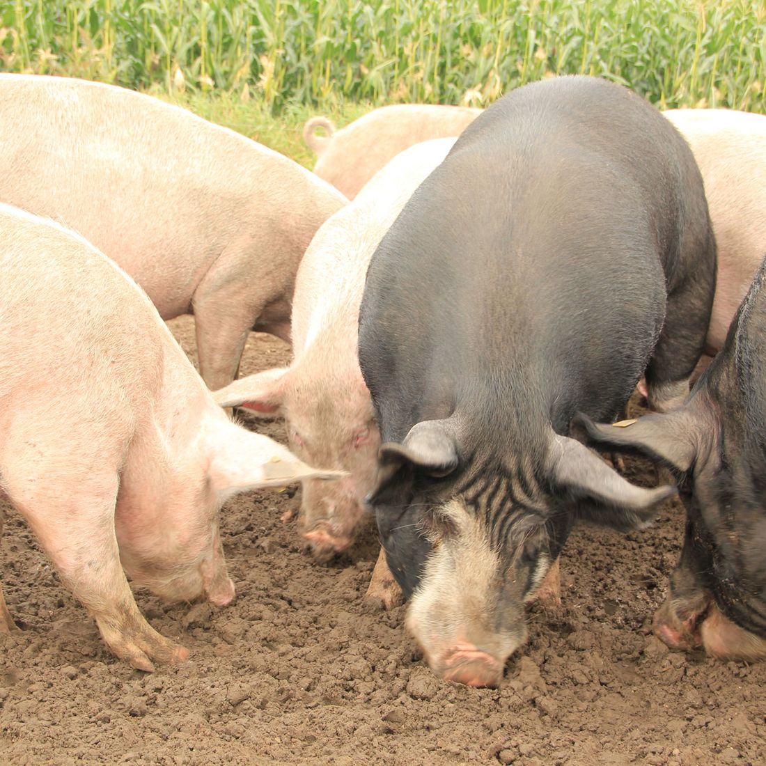 Campen Hofladen & Partyservice Aurich Schweine füttern