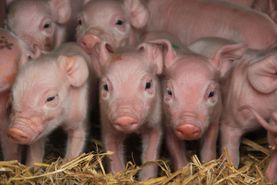 Campen Hofladen & Partyservice Aurich Schweinenasen