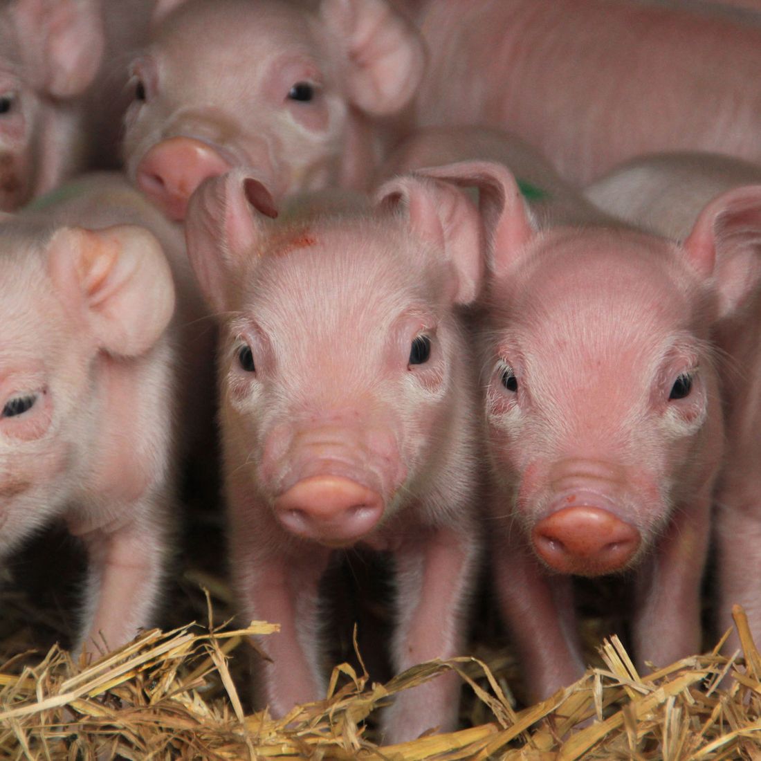 Campen Hofladen & Partyservice Aurich Schweinenasen