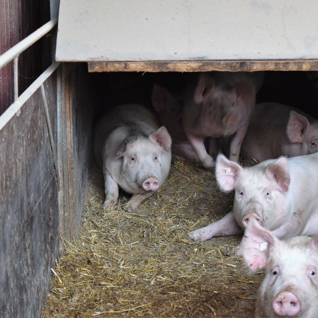 Campen Hofladen & Partyservice Aurich Schweine