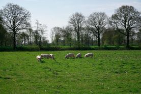 Campen Hofladen & Partyservice Aurich Wiese