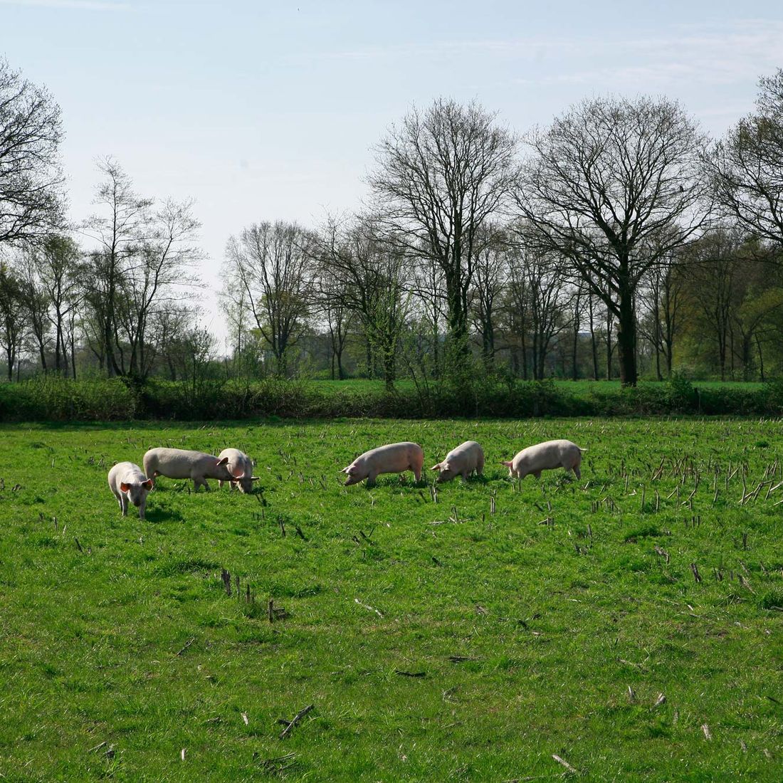 Campen Hofladen & Partyservice Aurich Wiese