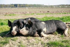Campen Hofladen & Partyservice Aurich Schweine Sonne