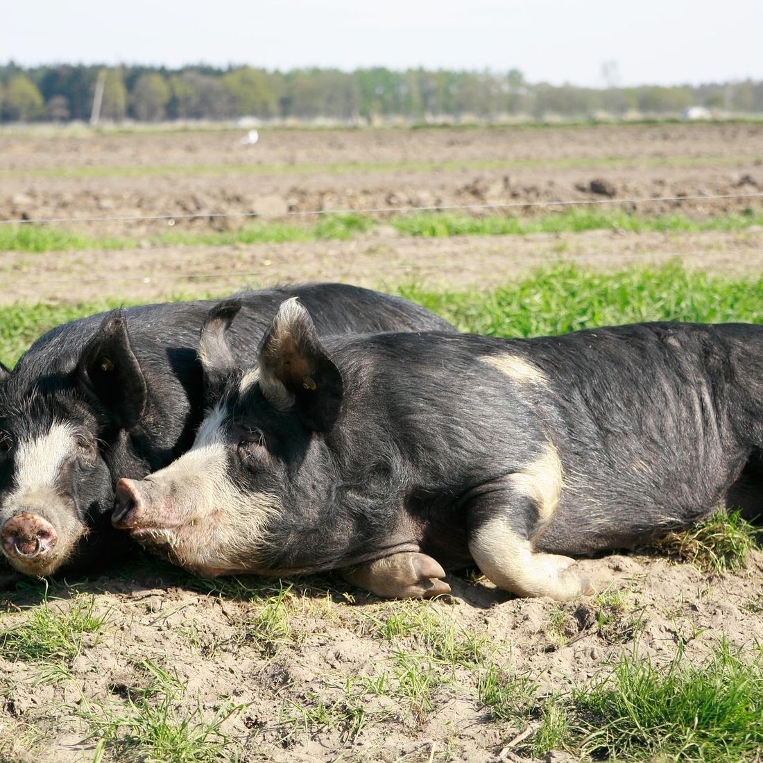 Campen Hofladen & Partyservice Aurich Schweine Sonne