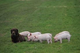 Campen Hofladen & Partyservice Aurich Hund