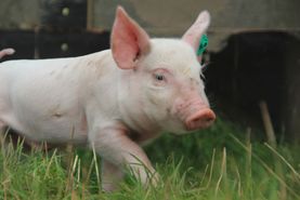 Campen Hofladen & Partyservice Aurich mutiges Schwein