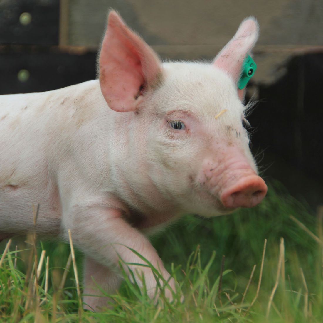 Campen Hofladen & Partyservice Aurich mutiges Schwein