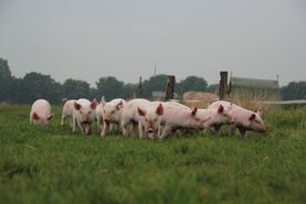 Campen Hofladen & Partyservice Aurich Schweineherde