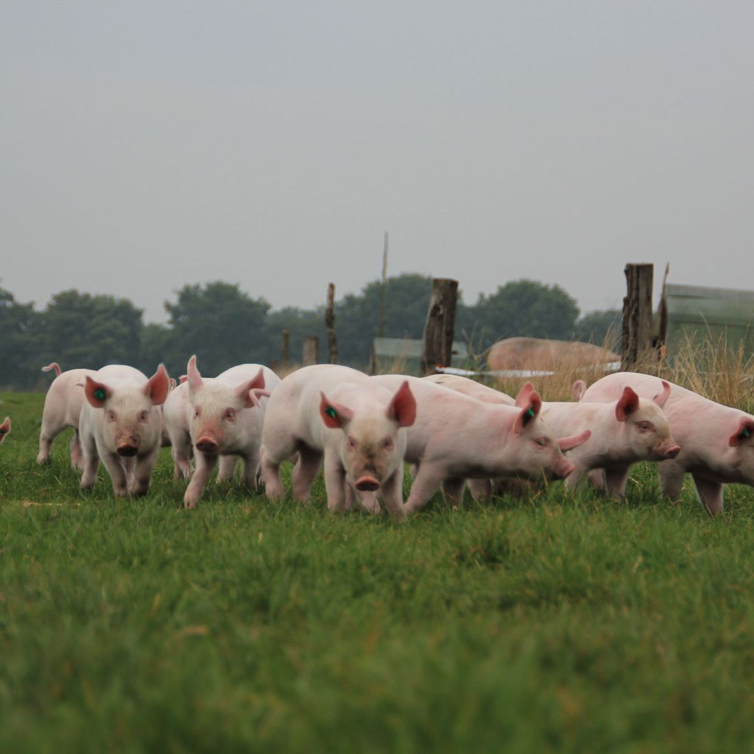 Campen Hofladen & Partyservice Aurich Schweineherde